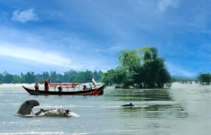 Dolphin Watching in Laos