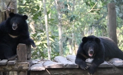 Free the Bears rescue center