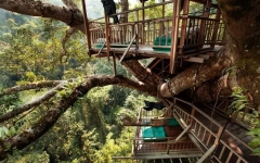 Gibbon experience project - Laos