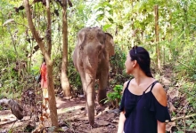 Mandalao Elephant Conservation - Luang Phrabang