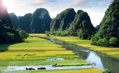 Rice field Tam Coc