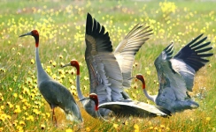 Vietnam bird watching trip - Vietnam adventure