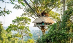 Tree house