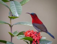 Nature bird tour Vietnam